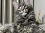 Hazy - Maine Coon Kitten For Sale - Brighton&comma; CO&comma; US