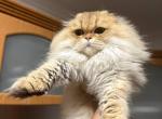 Long hair Scottish fold - Scottish Fold Cat For Sale - Hallandale&comma; FL&comma; US