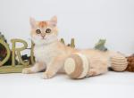 Roman - British Shorthair Kitten For Sale - Ashburn&comma; VA&comma; US