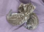 Snow female Bengal kitten - Bengal Kitten For Sale - CO&comma; US