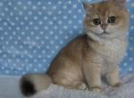 ERIC - British Shorthair Kitten For Sale - Brisbane&comma; CA&comma; US