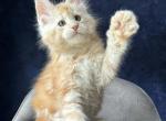 Ney - Maine Coon Kitten For Sale - 