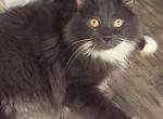 Tapi - Maine Coon Cat For Adoption - Staten Island&comma; NY&comma; US