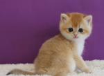 Ike - Scottish Straight Kitten For Sale - Brooklyn&comma; NY&comma; US