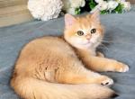 Wanda - British Shorthair Kitten For Sale - Brooklyn&comma; NY&comma; US