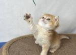 Tayra - British Shorthair Kitten For Sale - 