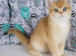 Vita - British Shorthair Kitten For Sale - 