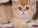Vili - British Shorthair Kitten For Sale - NY&comma; US