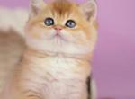 Vesta - British Shorthair Kitten For Sale - NY&comma; US