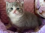 Oliver - Scottish Straight Kitten For Sale - NY&comma; US