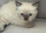 Jasmine - Ragdoll Kitten For Sale - Scottsdale&comma; AZ&comma; US