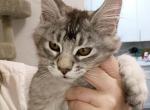 Azor - Maine Coon Kitten For Sale - Brooklyn&comma; NY&comma; US