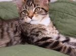 Athena - Maine Coon Kitten For Sale - Brooklyn&comma; NY&comma; US