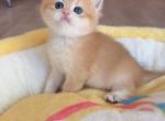 NY12 Golden shaded boy - British Shorthair Kitten For Sale - Fontana&comma; CA&comma; US