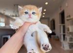 Golden shaded girl - British Shorthair Kitten For Sale - Fontana&comma; CA&comma; US