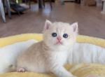 Rare Lilac golden 12 boy - British Shorthair Kitten For Sale - Fontana&comma; CA&comma; US