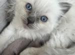 Leo - Ragdoll Kitten For Sale - Scottsdale&comma; AZ&comma; US