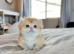 Goldie boy - Minuet Kitten For Sale - Fontana&comma; CA&comma; US