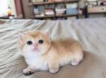 Golden boy Shortleg - Munchkin Kitten For Sale - Fontana&comma; CA&comma; US