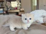 Blue golden boy - Munchkin Kitten For Sale - Fontana&comma; CA&comma; US