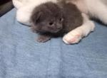 Grey - Domestic Kitten For Adoption - Los Angeles&comma; CA&comma; US