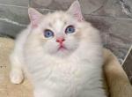 Milo - Ragdoll Kitten For Sale - 