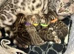 Tinsels Litter 4M 1F - Bengal Kitten For Sale - Rocklin&comma; CA&comma; US