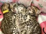 Tinsels Litter 4M 1F - Bengal Kitten For Sale - Rocklin&comma; CA&comma; US