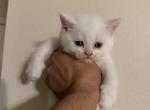 Kittens - Scottish Straight Kitten For Sale - 