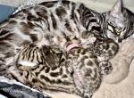 Mikuni Litter 4F 1M - Bengal Kitten For Sale - Rocklin&comma; CA&comma; US