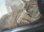 Kitana - Bengal Cat For Sale - San Jose&comma; CA&comma; US