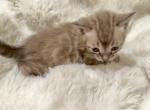 Charcoal Snow Male Marshmallow - Bengal Kitten For Sale - Rocklin&comma; CA&comma; US