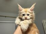 Sunny - Maine Coon Kitten For Sale - Hollywood&comma; FL&comma; US