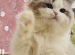 Yoki - Ragdoll Kitten For Sale - P J S&comma; NY&comma; US