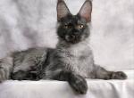 Amethyst - Maine Coon Kitten For Sale - Miami&comma; FL&comma; US