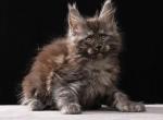 Joshua - Maine Coon Kitten For Sale - Miami&comma; FL&comma; US