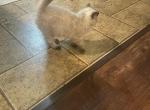 Coco - Ragdoll Kitten For Sale - Ocala&comma; FL&comma; US