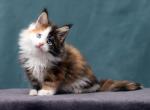 Lacky - Maine Coon Kitten For Sale - Miami&comma; FL&comma; US