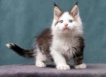 Liman - Maine Coon Kitten For Sale - Miami&comma; FL&comma; US