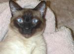 Nikola - Siamese Cat For Adoption - Albany&comma; NY&comma; US