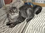 Cinco - Maine Coon Kitten For Sale - AL&comma; US