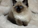 Cuddling girl - Ragdoll Kitten For Sale - Battle Ground&comma; WA&comma; US