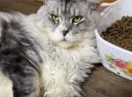 Finn - Maine Coon Cat For Sale - 