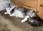 Finn - Maine Coon Cat For Sale - Galion&comma; OH&comma; US