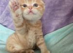 Eggroll - Scottish Fold Kitten For Sale - New York&comma; NY&comma; US