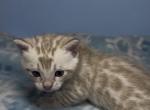 Orion - Bengal Kitten For Sale - South Elgin&comma; IL&comma; US