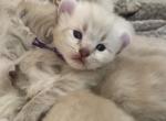 Marmalade Highlander - Highlander Kitten For Sale - Bridgeton&comma; NJ&comma; US