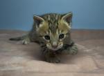 Nova - Bengal Kitten For Sale - South Elgin&comma; IL&comma; US