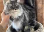 Bobbi Polydactyl - Maine Coon Cat For Sale - Galion&comma; OH&comma; US