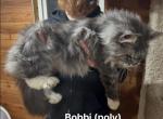 Bobbi Polydactyl - Maine Coon Cat For Sale - Galion&comma; OH&comma; US